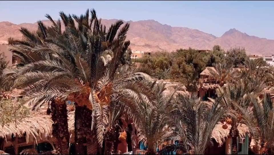 A5Ena House Villa Dahab Eksteriør billede